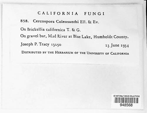 Pseudocercospora coleosanthi image